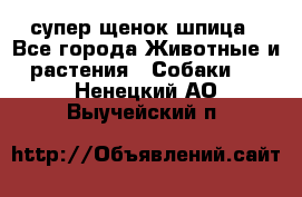 супер щенок шпица - Все города Животные и растения » Собаки   . Ненецкий АО,Выучейский п.